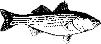 image of fish2