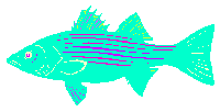 image of fish3