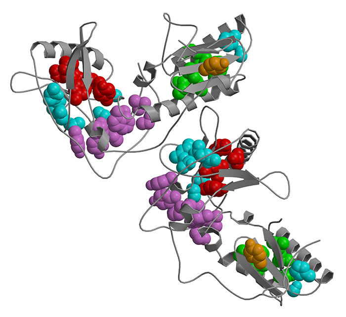 structure image of critical amino acids for the protein stability of the HIV-1 RT