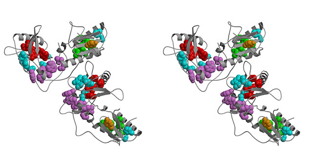 stereo view of structure image of critical amino acids for the protein stability of the HIV-1 RT