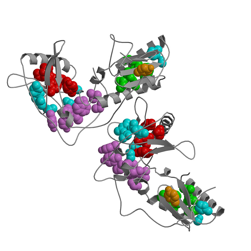 HIV-1 Reverse Transcriptase